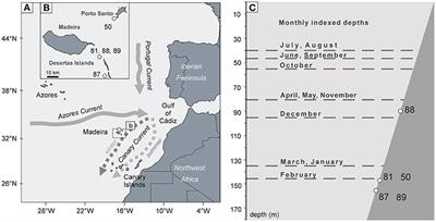 Sclerochronological Study of a Glycymeris vangentsumi Population From the Madeira Islands